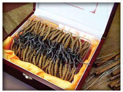 天全冬虫夏草回收